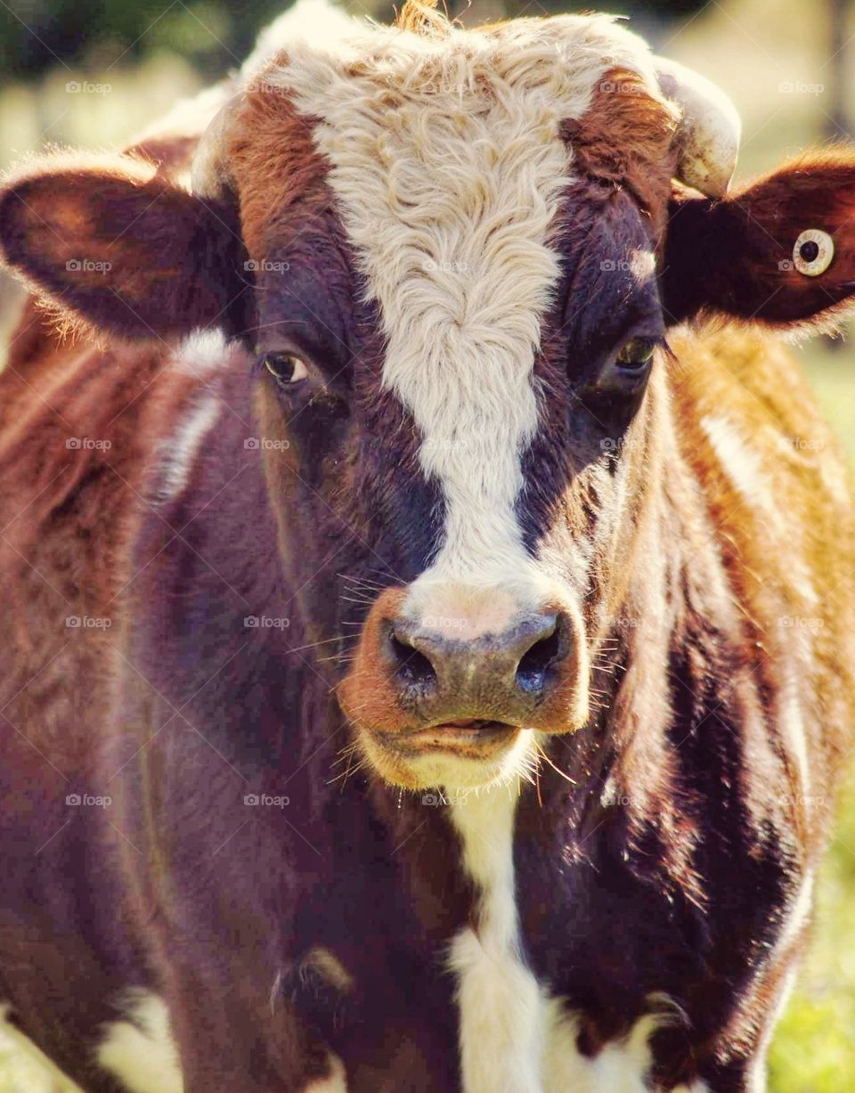 Close up shot of a steer