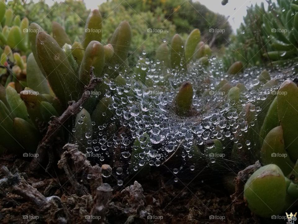 Raindrops