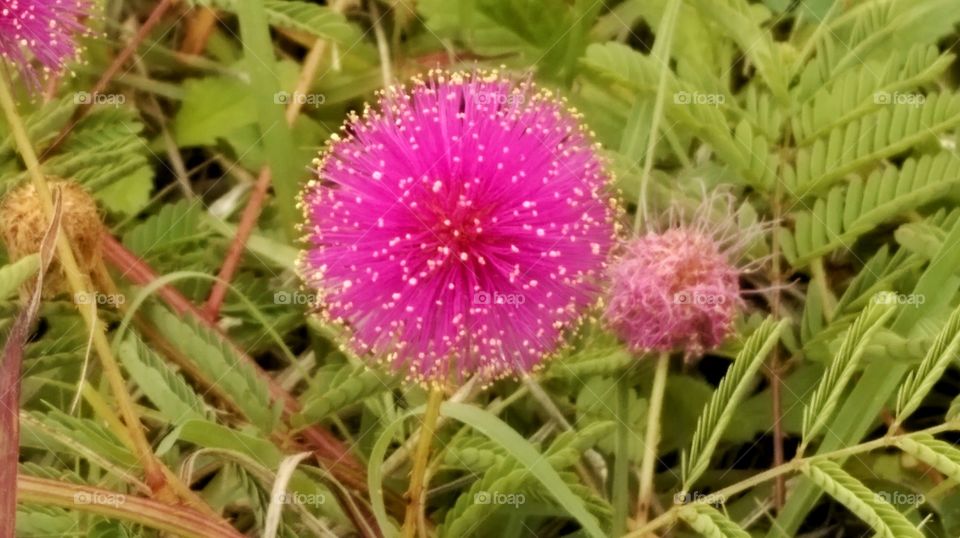 Pink puffy flower.