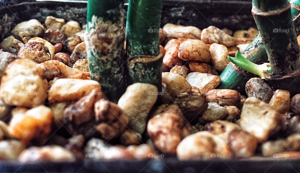 I’m thinkin’ my bamboo just became a Mama! 