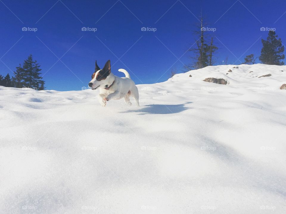 Dog running down a hill in the snow on a cool, sunny winter day. 