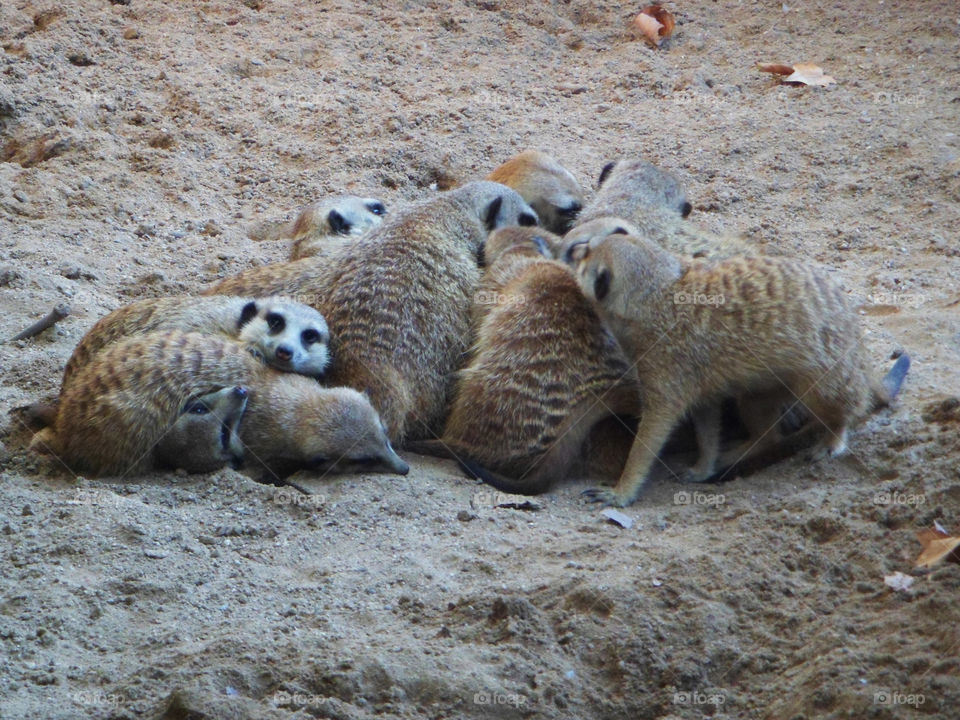 Meerkat in a zoo in Spain