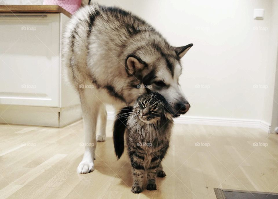 Cat: "I love that K9 of yours in the back of my neck like that purrrrrrr. A little bit more to the left... Yeah! Purrrr Purrrrrrrrr"