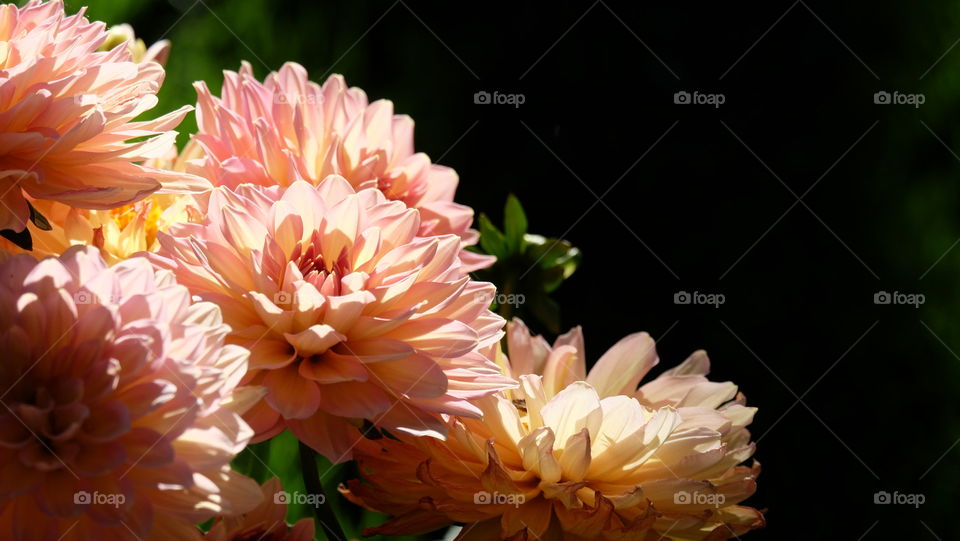 Sunlight illuminates dahlias.