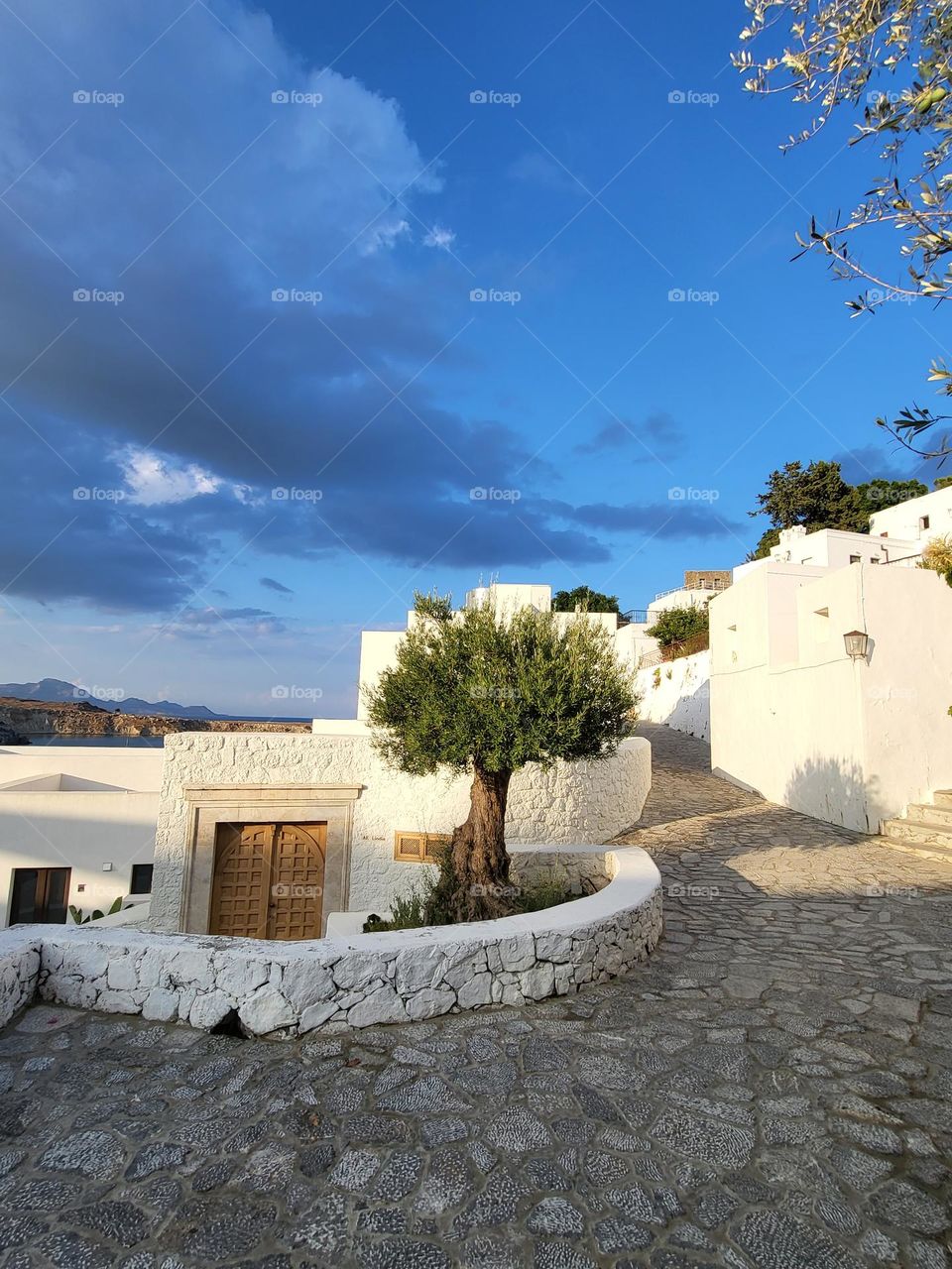 olive tree in Lindos