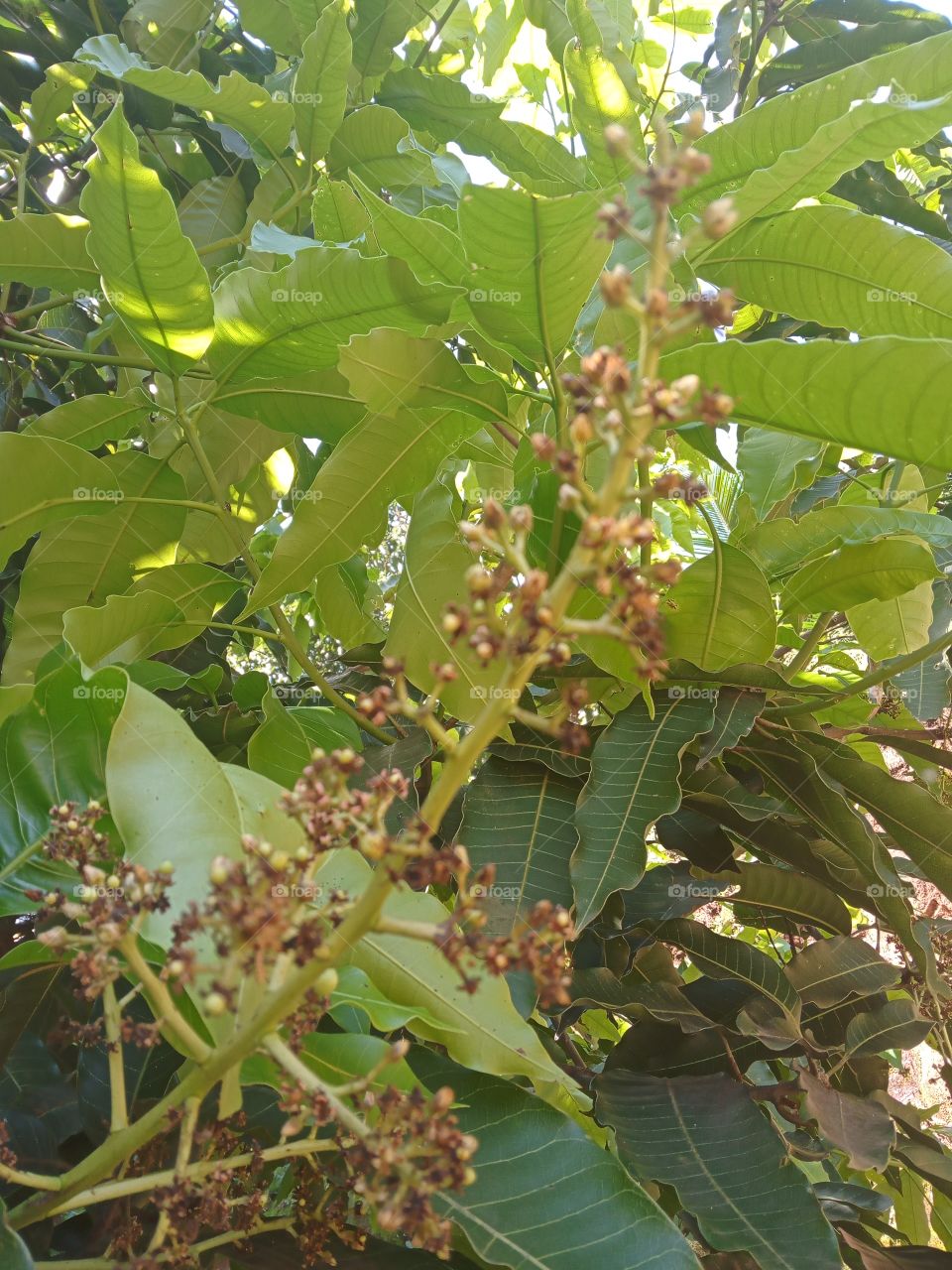 mango flowers