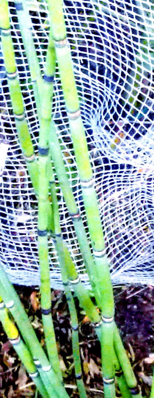 Horsetail  with net support