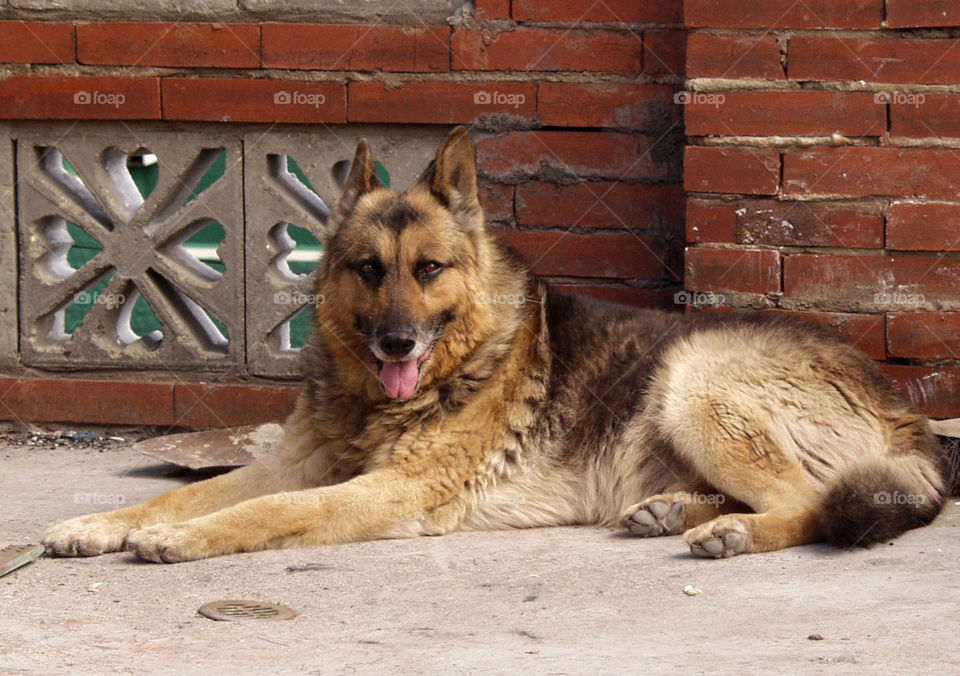 German shepherd dog