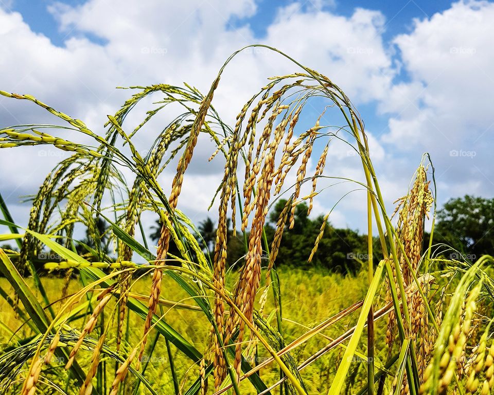 Paddy field against blue sky