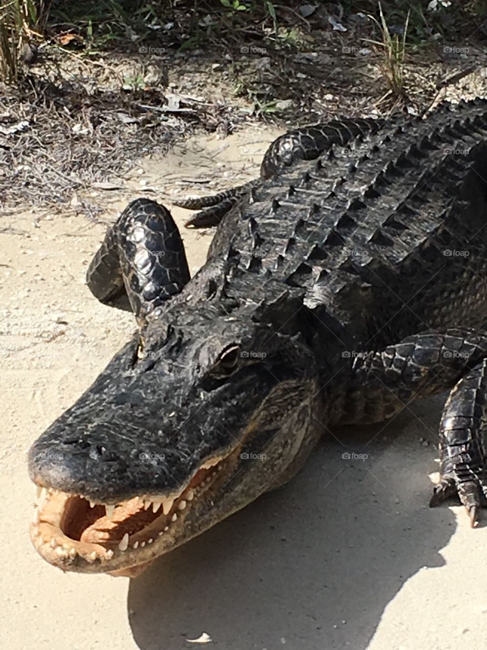 Smiling alligator close up