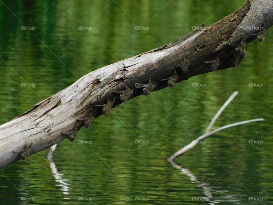 bats resting on a branch on the banks of the Amazon River