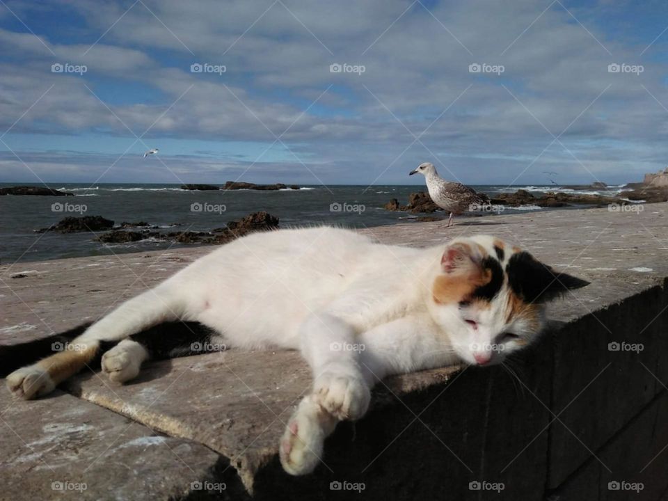 The cat with the seagull 