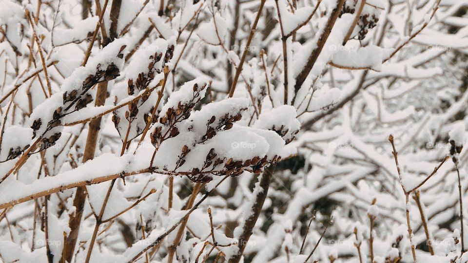 winter forest