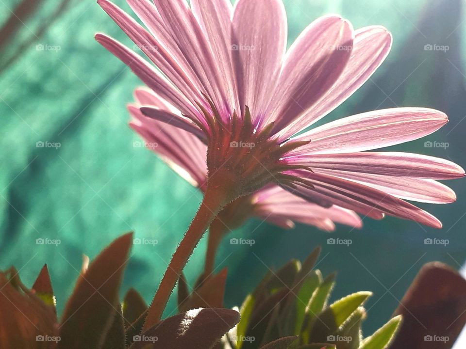 la luz y la flor