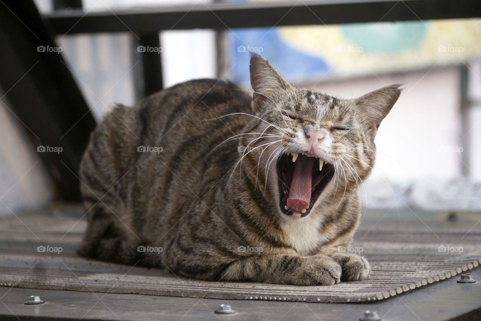 Missy Meow yawning away - showing her perfect teeth - clean pink tongue - beautiful as always.