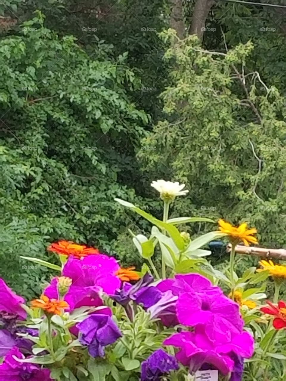 Much colorful beauty