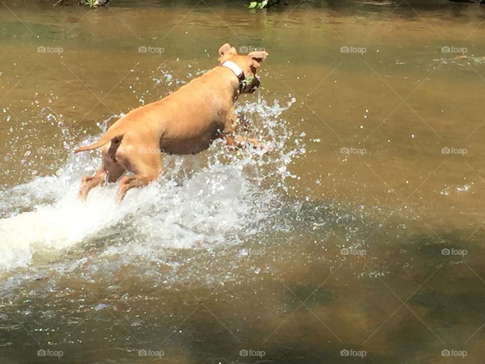 Dog Playing In The River