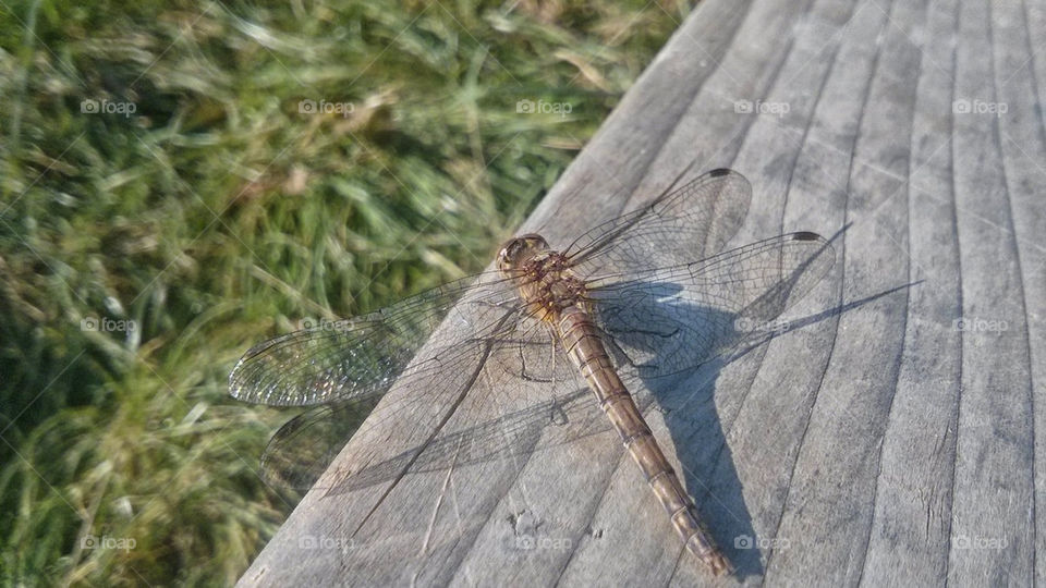 Dragonfly