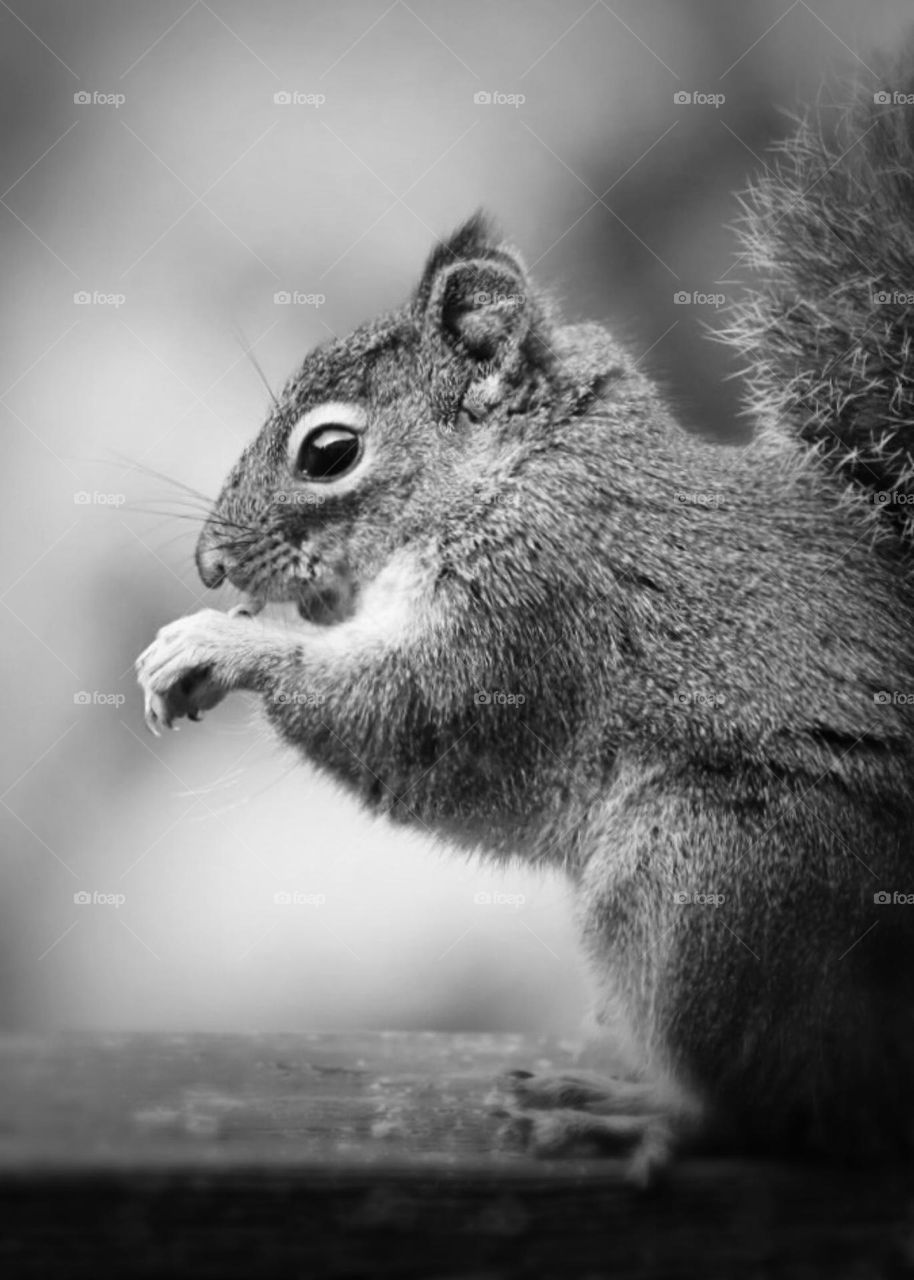 Hungry squirrel eats a tasty nut during the autumn season, black and white photo 