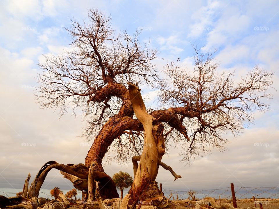 Populus diversifolia