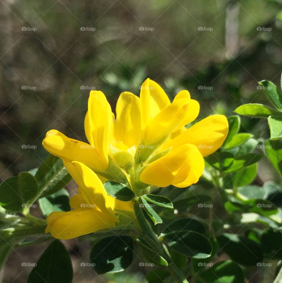 Close-up of yellow flower