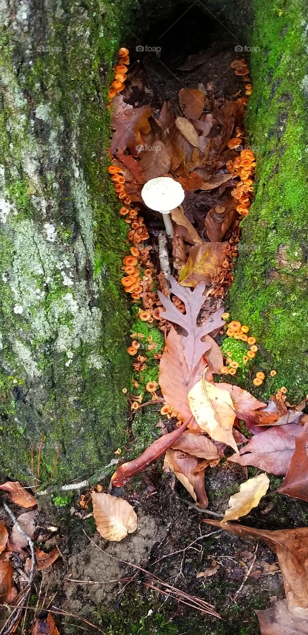 mushroom hidden