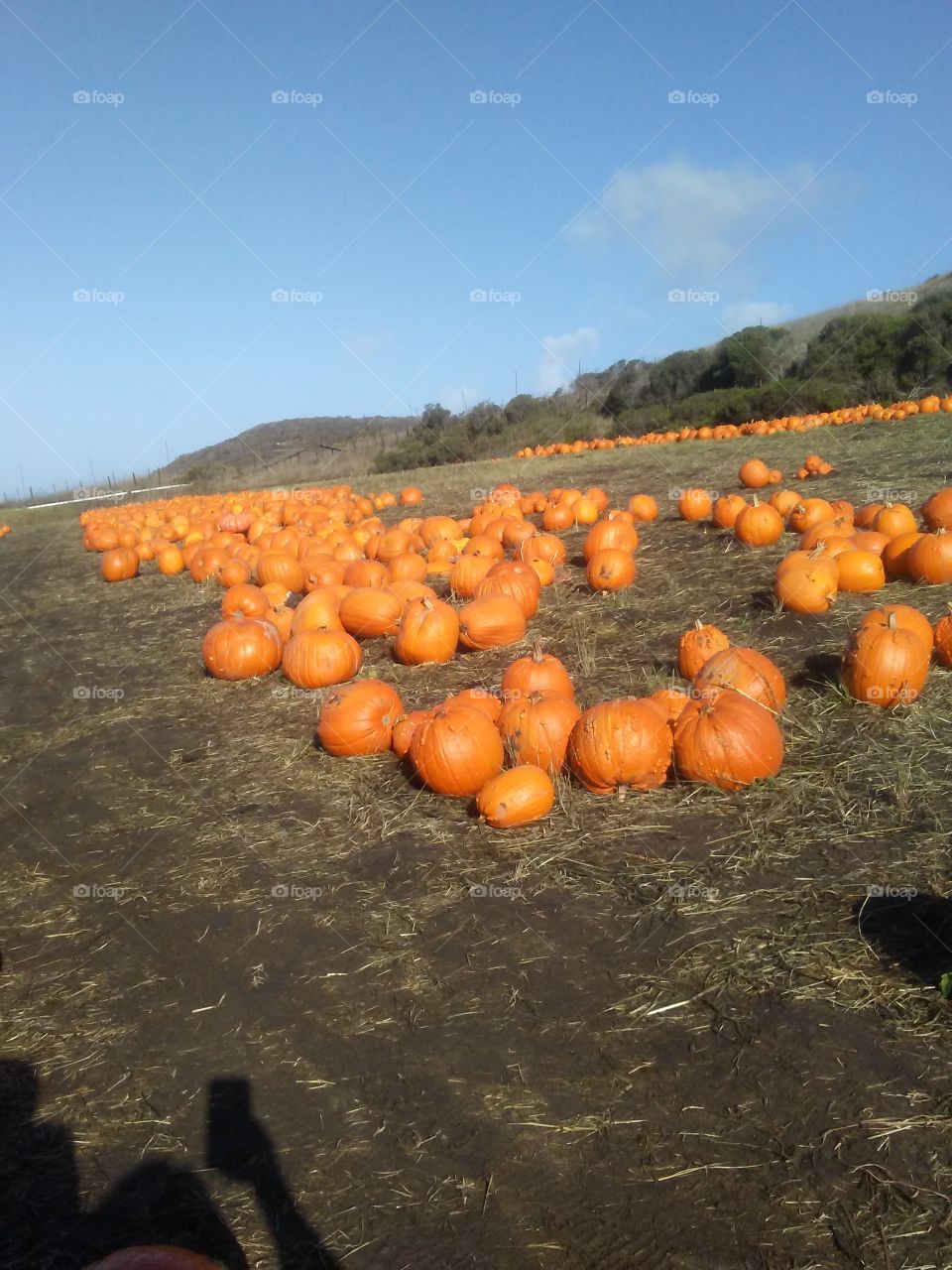Pumpkin Patch, Pumpkins, Color, Hill, Farm, California, Santa Cruz, Coast, Halloween, Seasonal, Fun