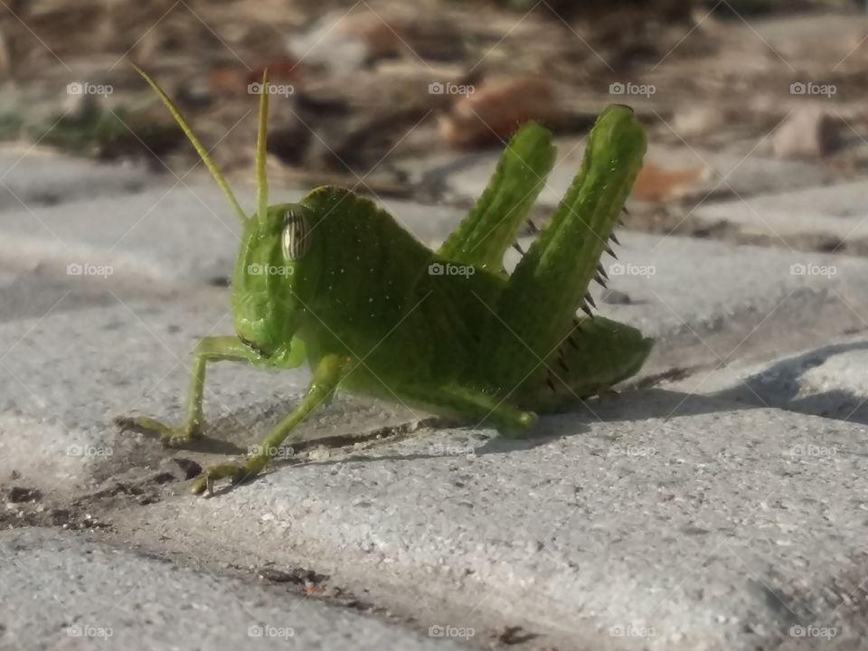 Grasshopper