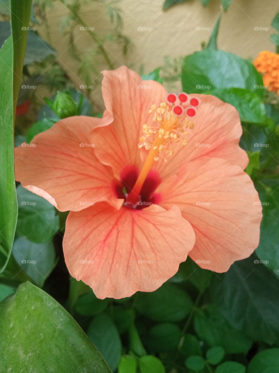 beautiful hibiscus🌺