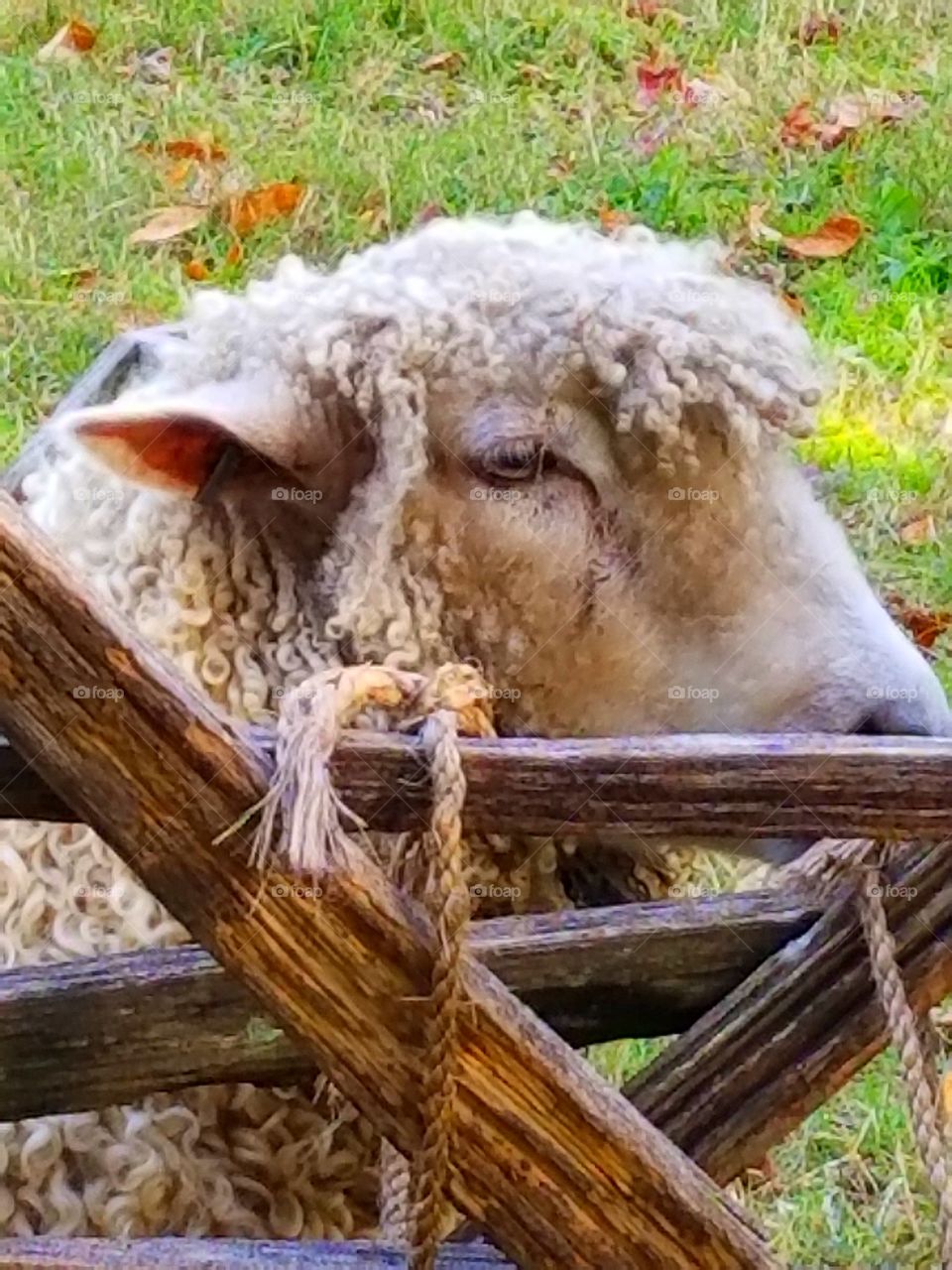 Sheep Head