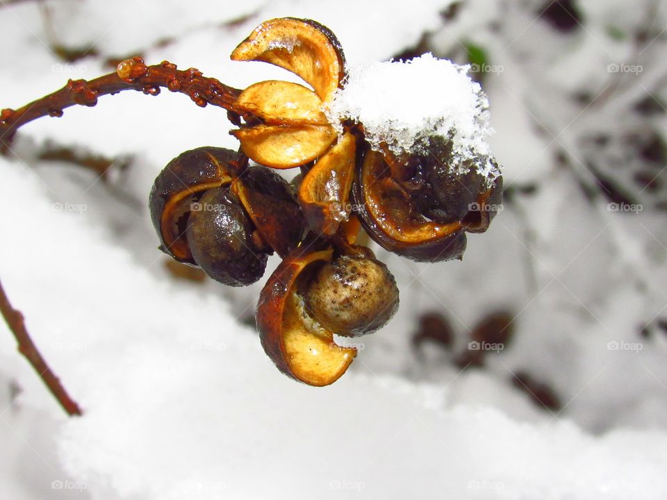 wild berries covered in snow