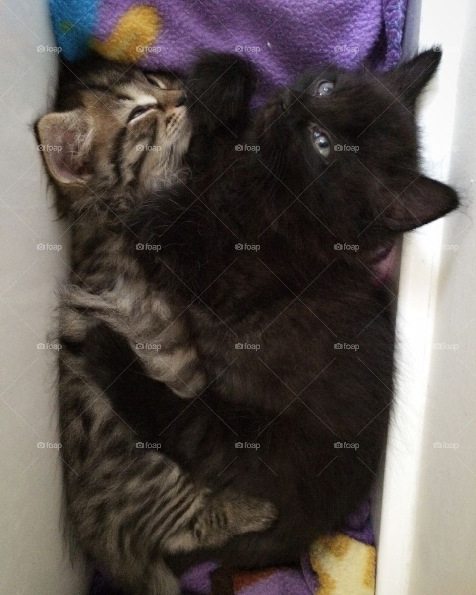 cute cuddled up kittens.