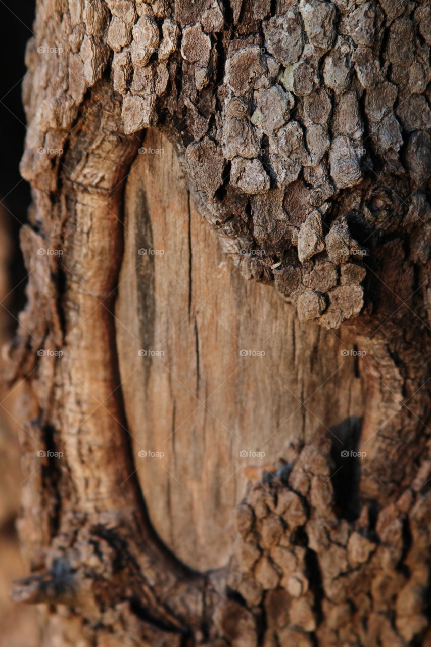 closrup of tree bark