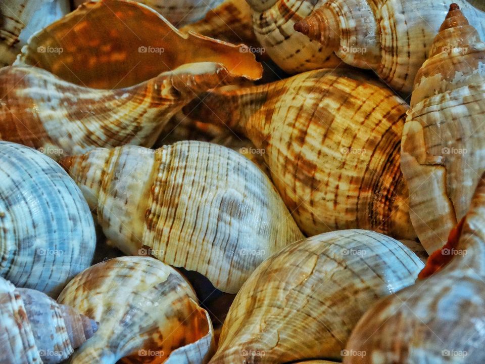 Sea Shells