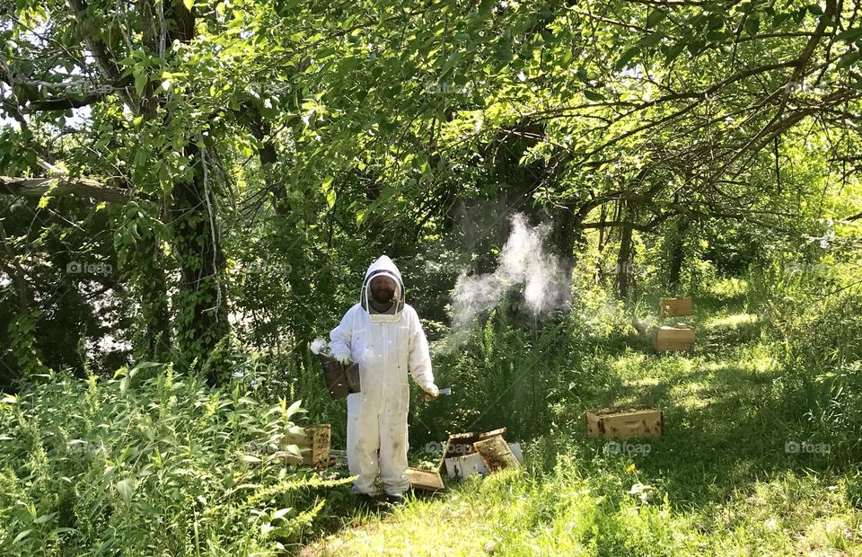 Beekeeper at Work