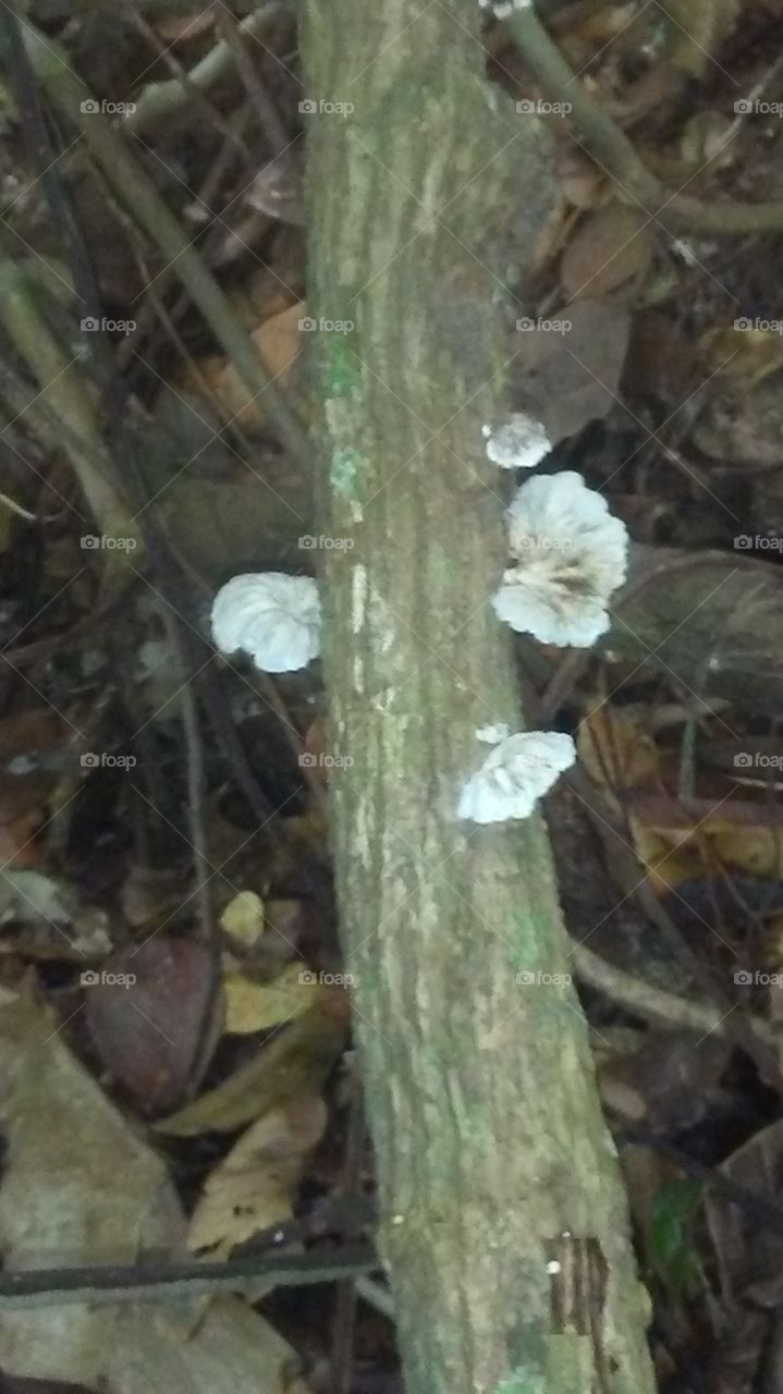 hongos del parque Ojo de Agua "El Cardon"