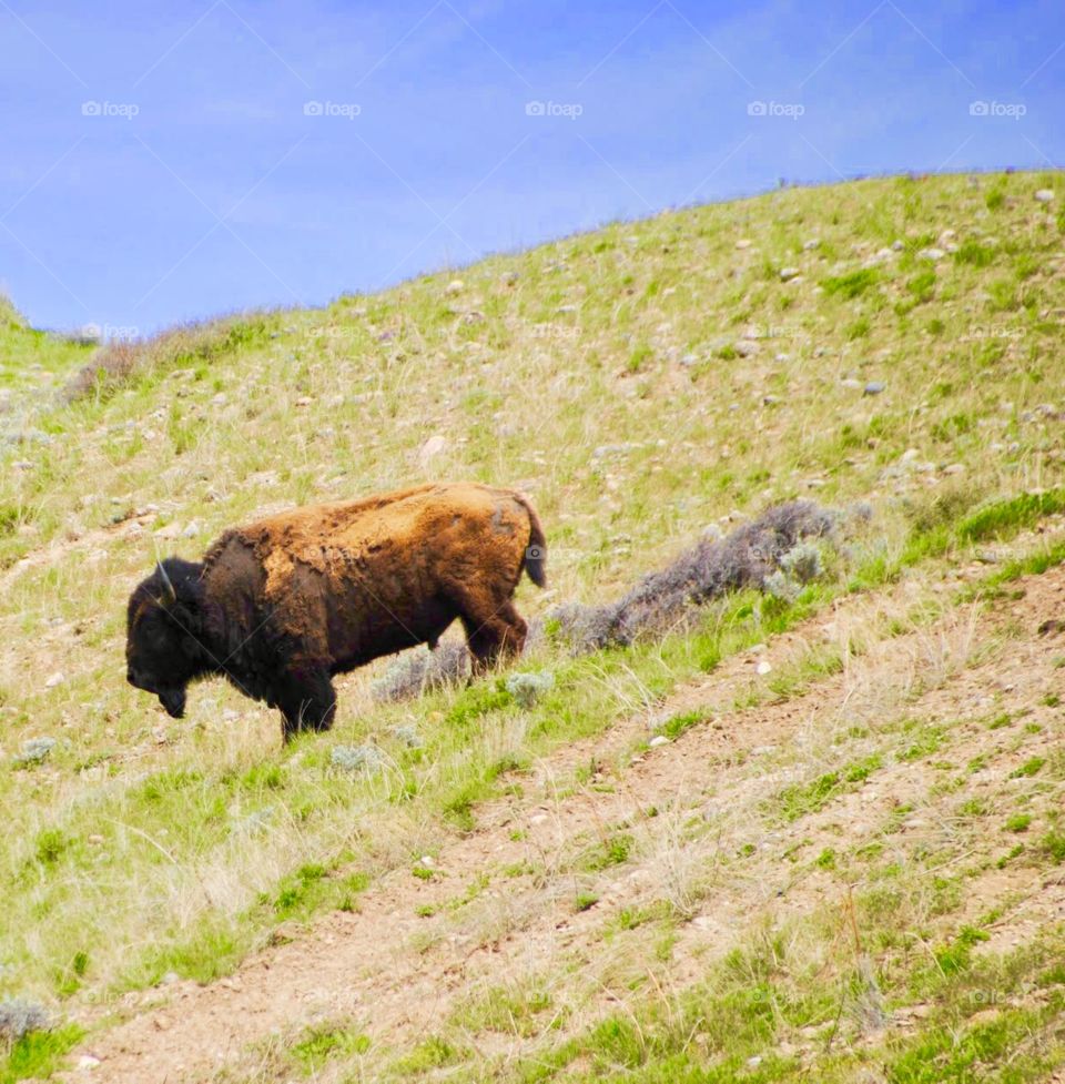 Descending Buffalo