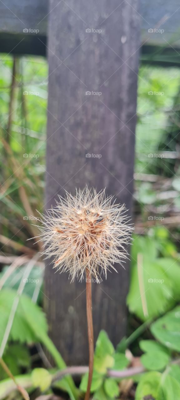 Pappus