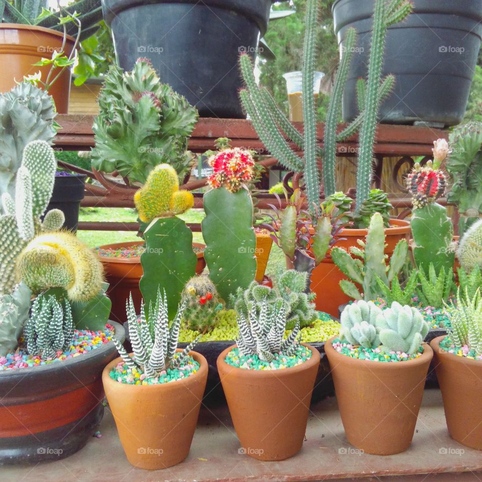 cactus and succulents