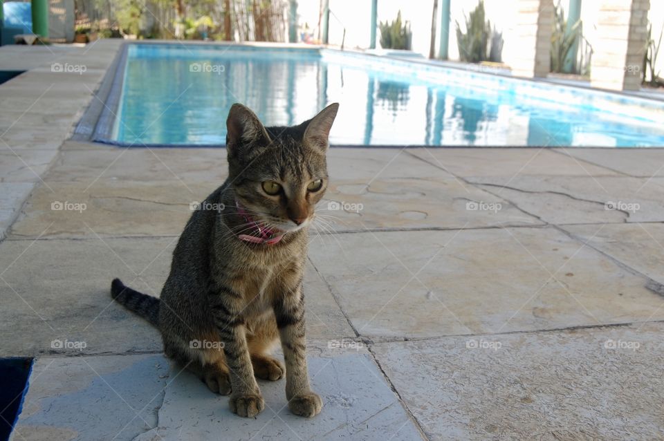 Cat at swimming pool 