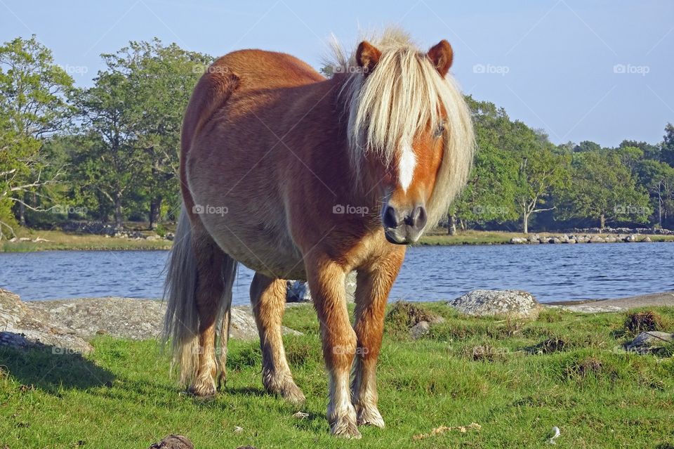 Portrait of a horse, Sweden