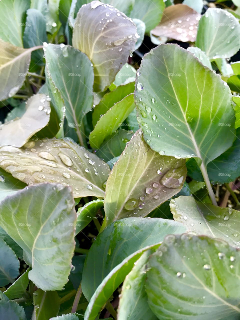 Bunch of Wet Green Leaves