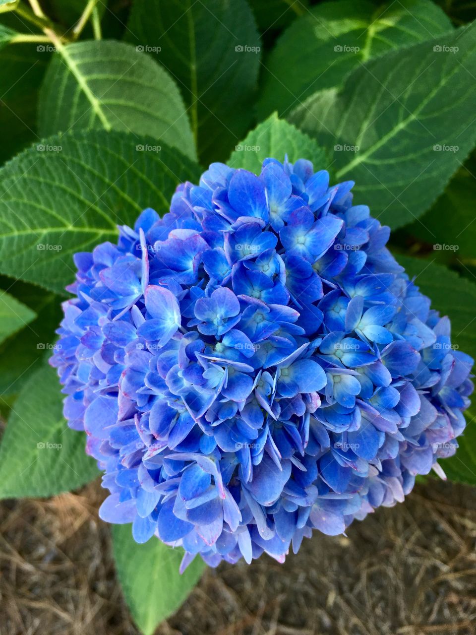 Blue and purple flowers.
