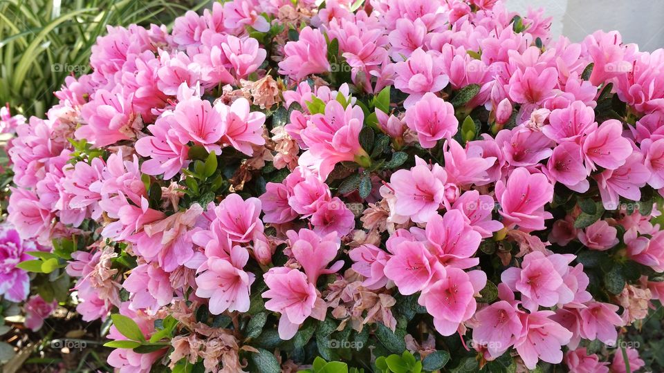 Azalea (Pink). Pink azaleas, "Kirin" variety.  Spring is arriving.