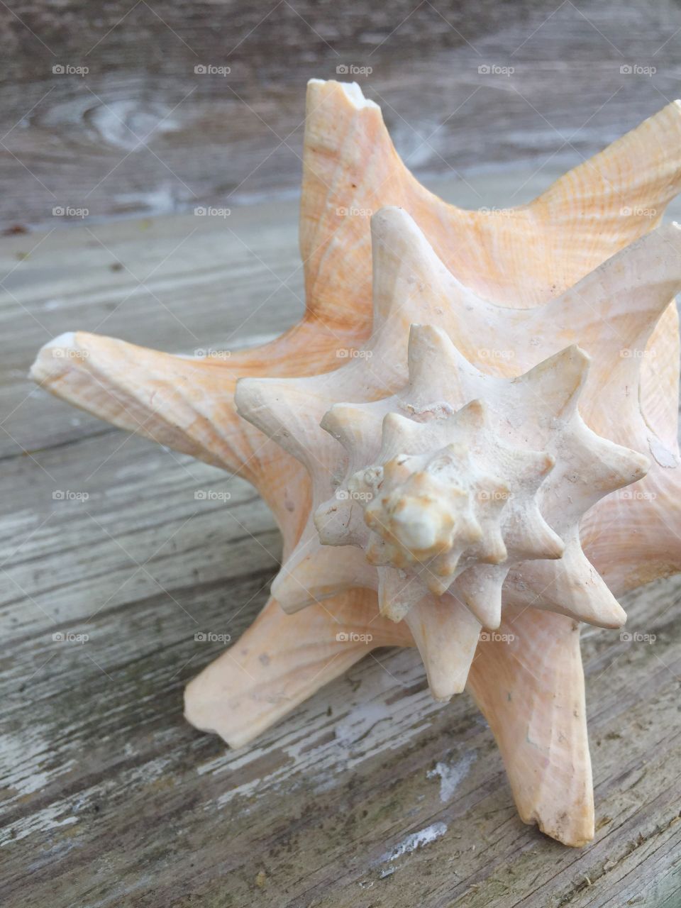 Macro shot of a seashell on wood