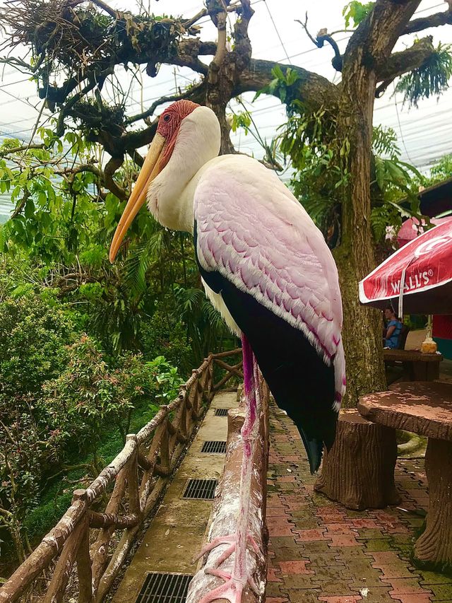 Colorful bird