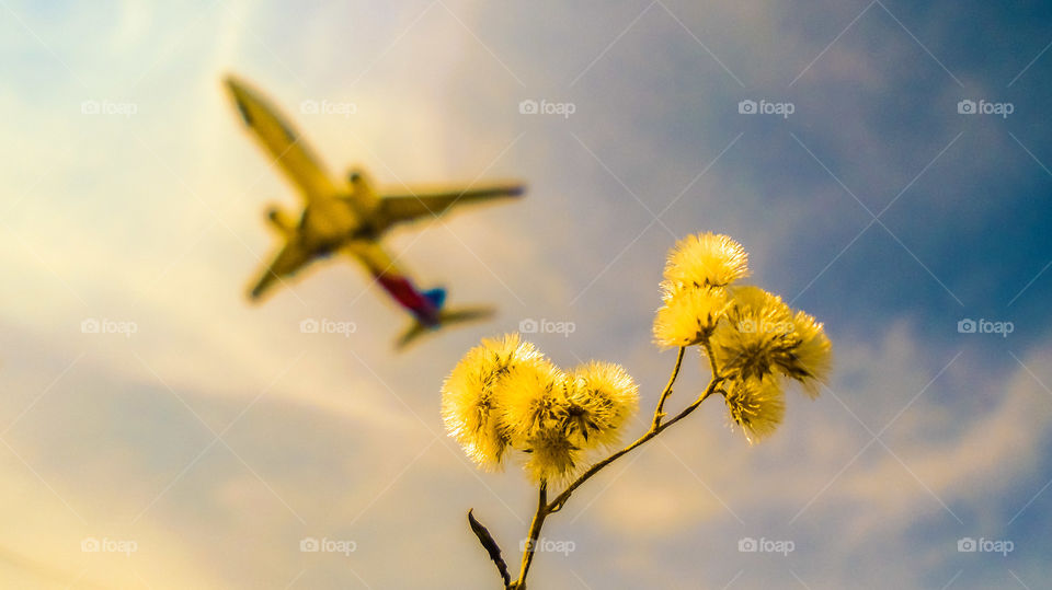 weeds and airplanes in the sky