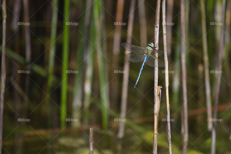 Blue dragonfly on branch