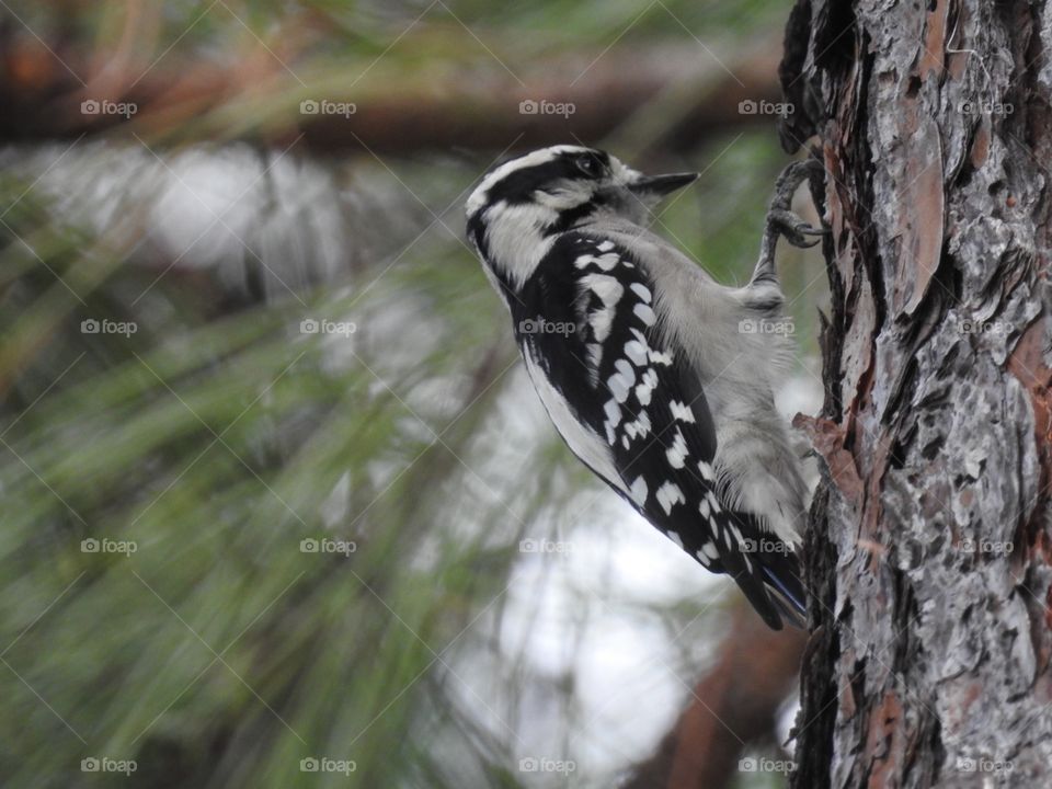 Downy woodpecker on tree