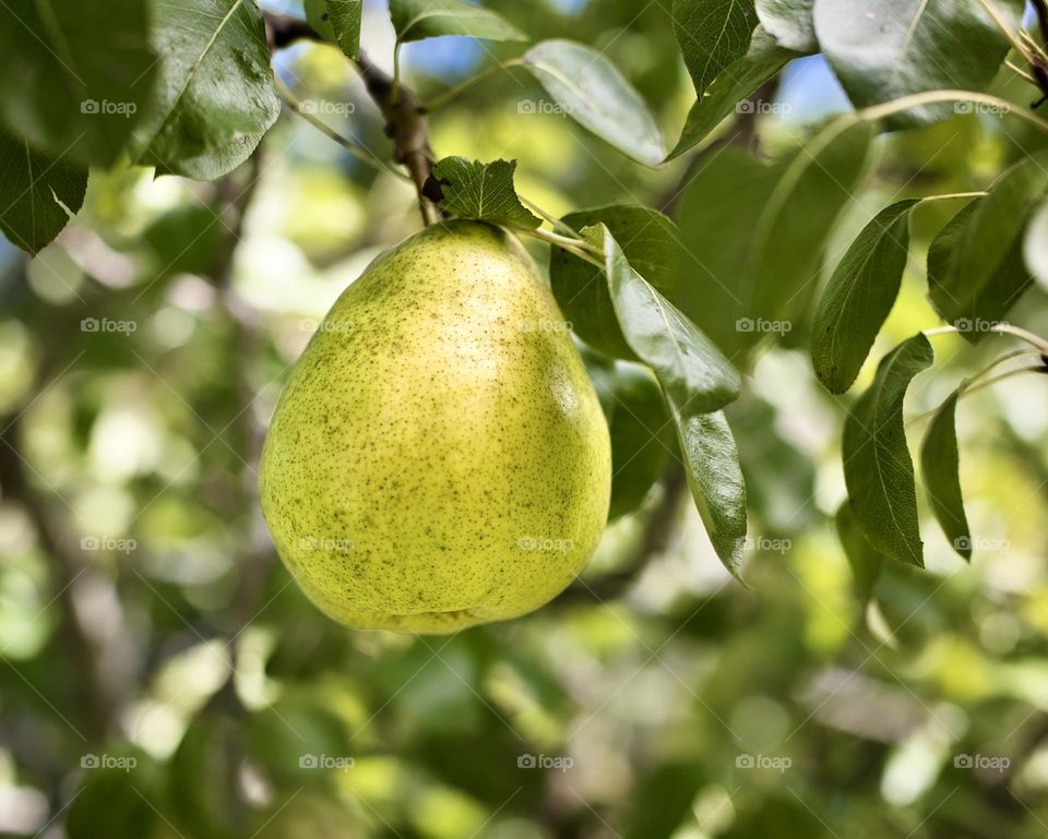 Fresh pears